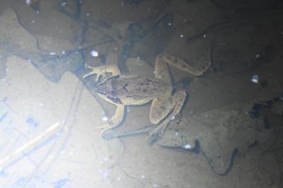 Grenouille agile 