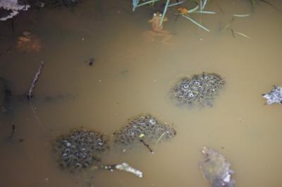 Grenouille agile 