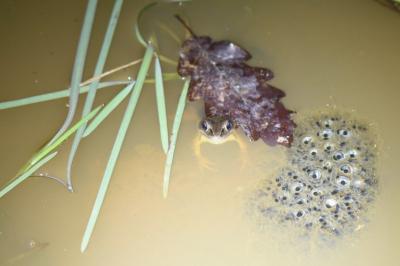 Grenouille agile 