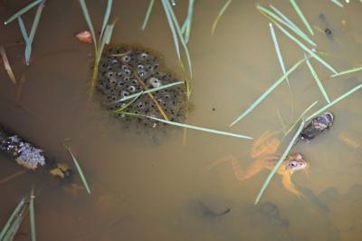 Grenouille agile 