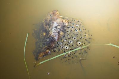 Grenouille agile 