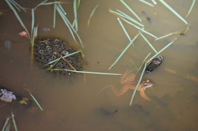 Grenouille agile 