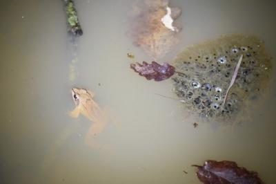 Grenouille agile 