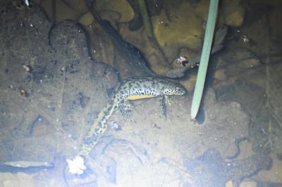 Triton alpestre 