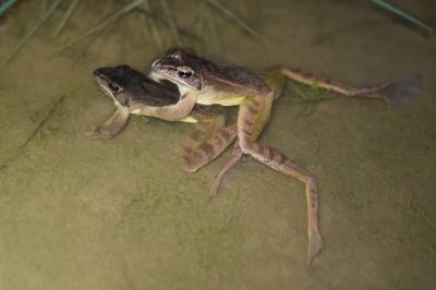 Grenouille agile 