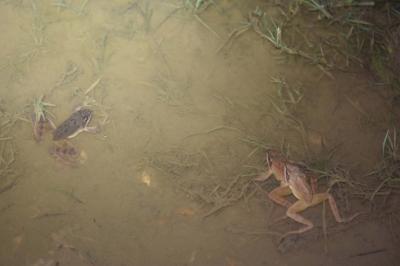 Grenouille agile 