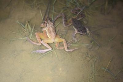 Grenouille agile 
