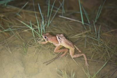 Grenouille agile 