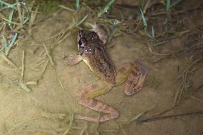 Rana dalmatina