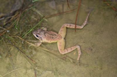 Grenouille agile 