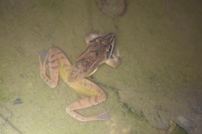 Grenouille agile 
