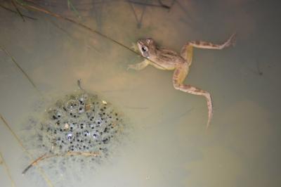 Rana dalmatina