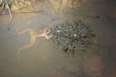 Grenouille agile 
