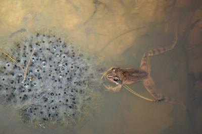 Grenouille agile 
