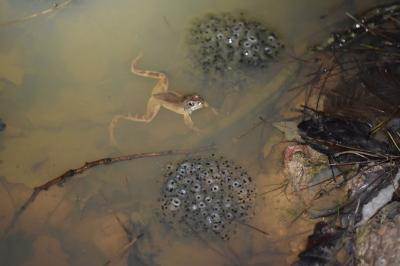 Grenouille agile 