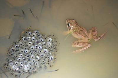Grenouille agile 