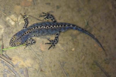 Triton alpestre 