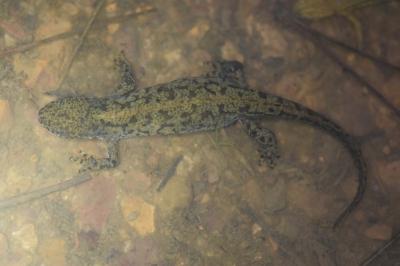 Triton alpestre 