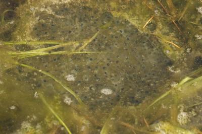 Grenouille agile 