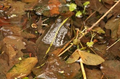 Grenouille verte 