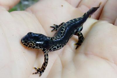 Triton alpestre 