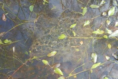Grenouille rousse 