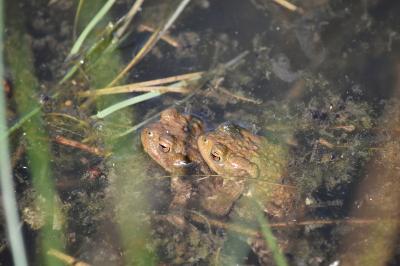 Crapaud