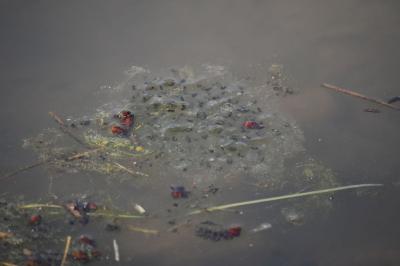 Grenouille agile 