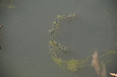 Crapaud