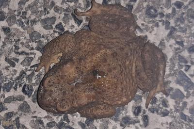 Crapaud