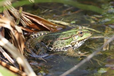 Grenouille verte 
