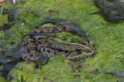 Pelophylax kl. esculentus