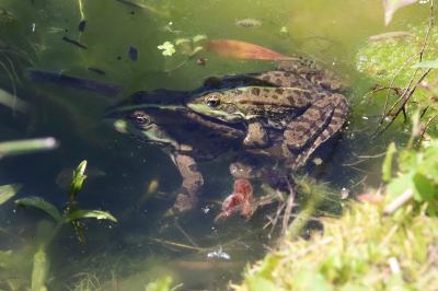 Grenouille verte 