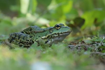 Grenouille verte 