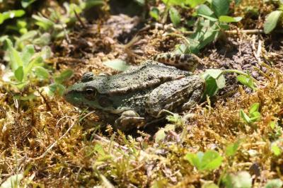 Grenouille verte 
