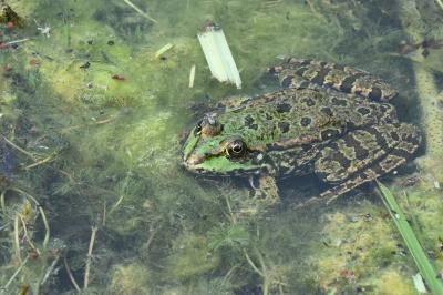 Pelophylax kl. esculentus