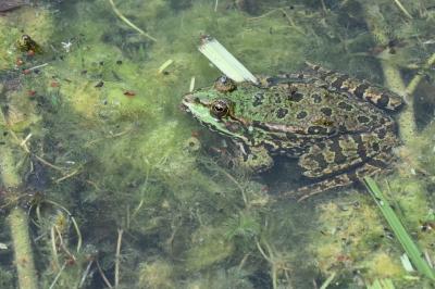 Pelophylax kl. esculentus