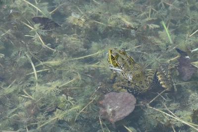 Grenouille verte 
