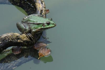 Grenouille verte 