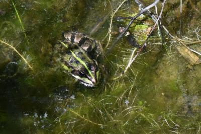 Grenouille verte 