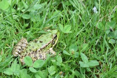 Grenouille verte 