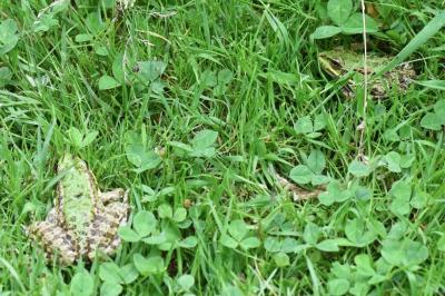 Grenouille verte 