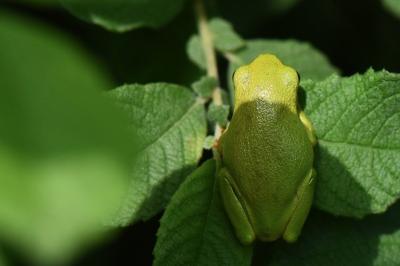 Hyla arborea