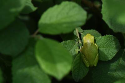 Hyla arborea