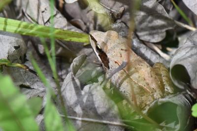 Grenouille agile 
