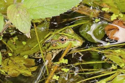Grenouille verte 