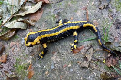 Salamandre tachetée 