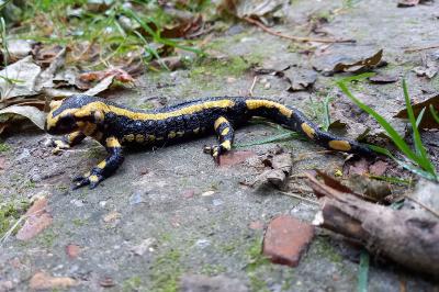 Salamandre tachetée 