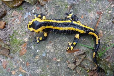 Salamandre tachetée 
