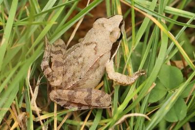 Grenouille agile 